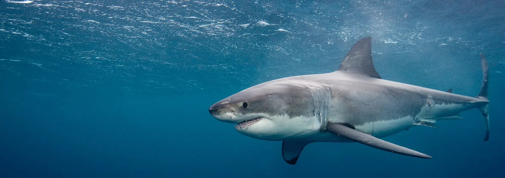 a shark swimming in the water | Top Google Advertising Agency